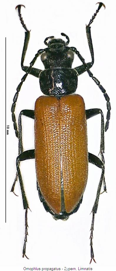 omophlus_propagatus_hab.jpg