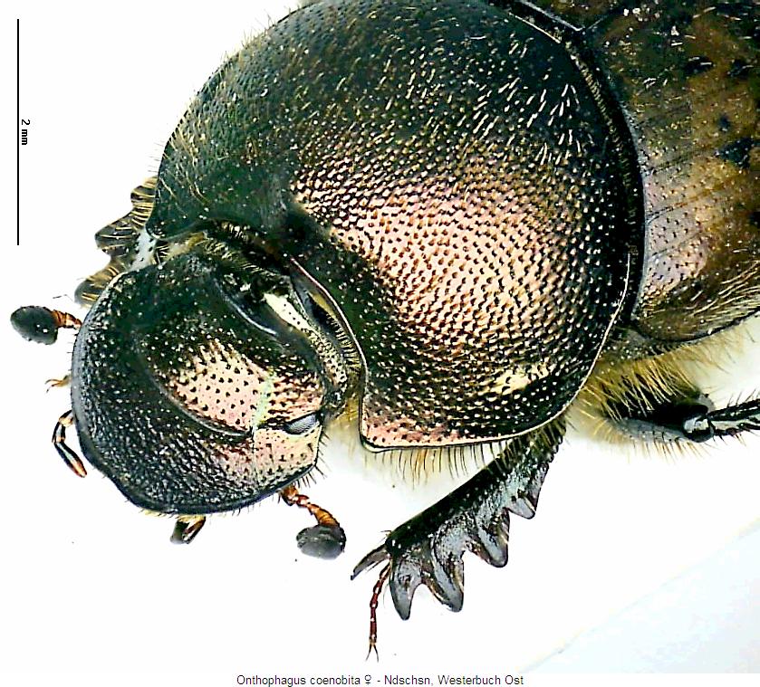 onthophagus_coenobita_w_vk.jpg