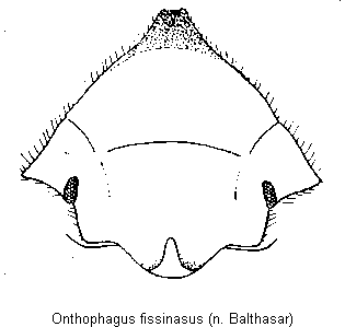 onthophagus_fissinasus_k.gif