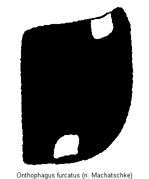 onthophagus_furcatus_fld.gif