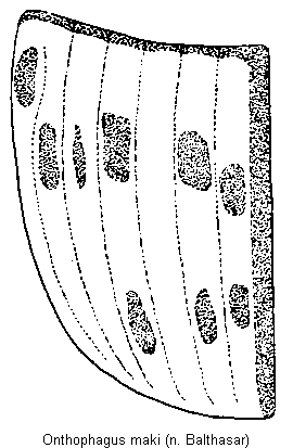 onthophagus_maki_fld.gif