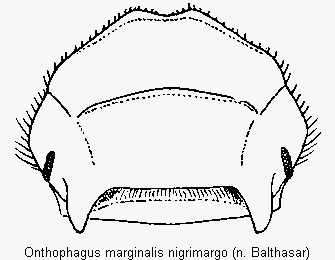 onthophagus_nigrimargo_k.gif