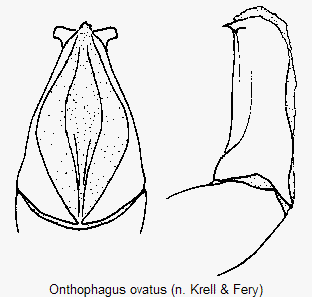 onthophagus_ovatus.gif