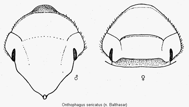 onthophagus_sericatus_k.gif