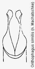 onthophagus_similis.gif