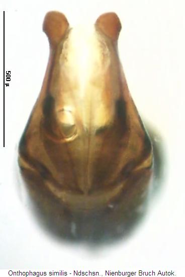 onthophagus_similis.jpg