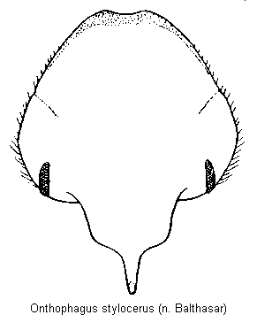 onthophagus_stylocerus_k.gif