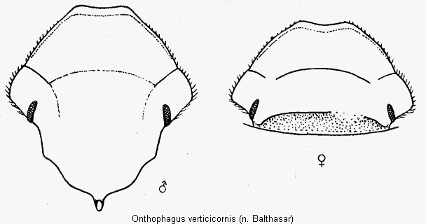 onthophagus_verticicornis_k.gif