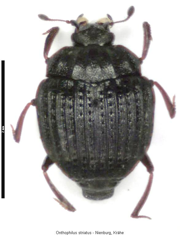 onthophilus_striatus_hab.jpg