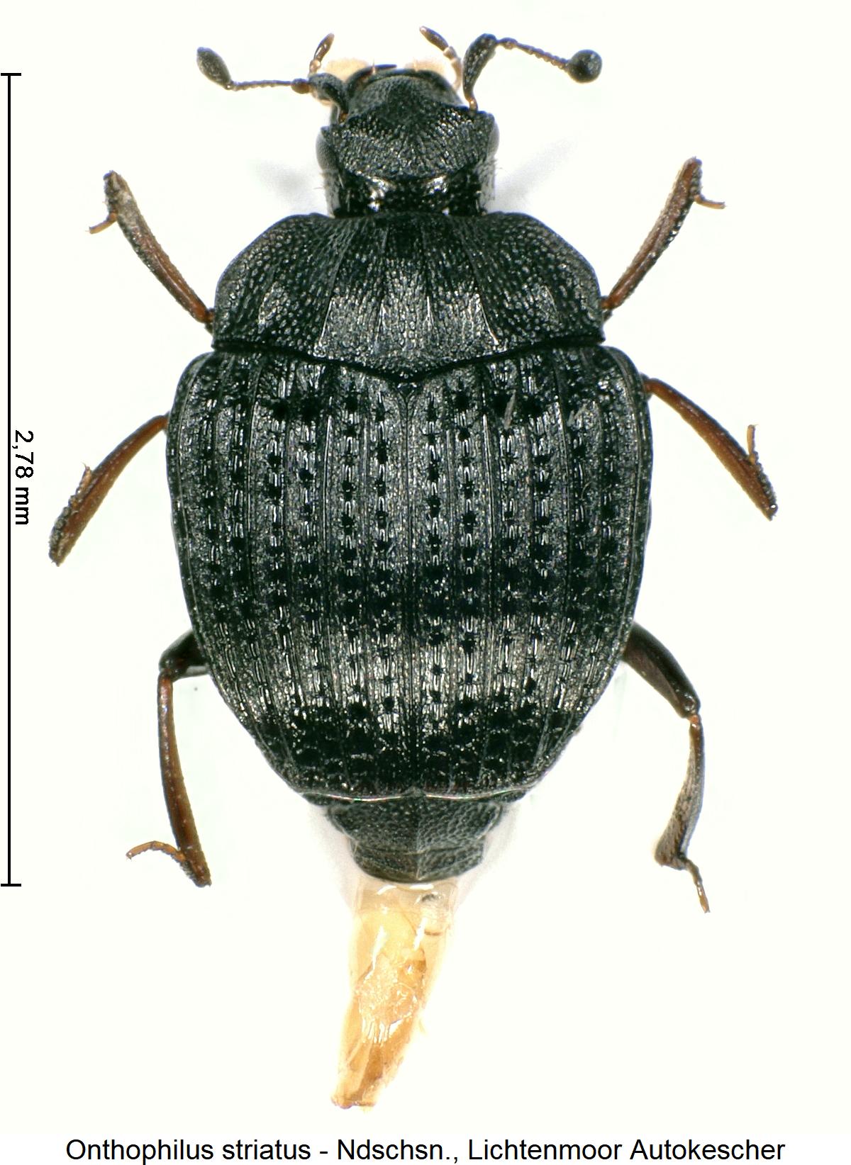 onthophilus_striatus_hab1.jpg