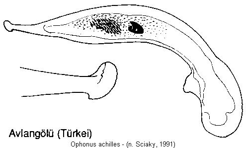 ophonus_achilles.jpg