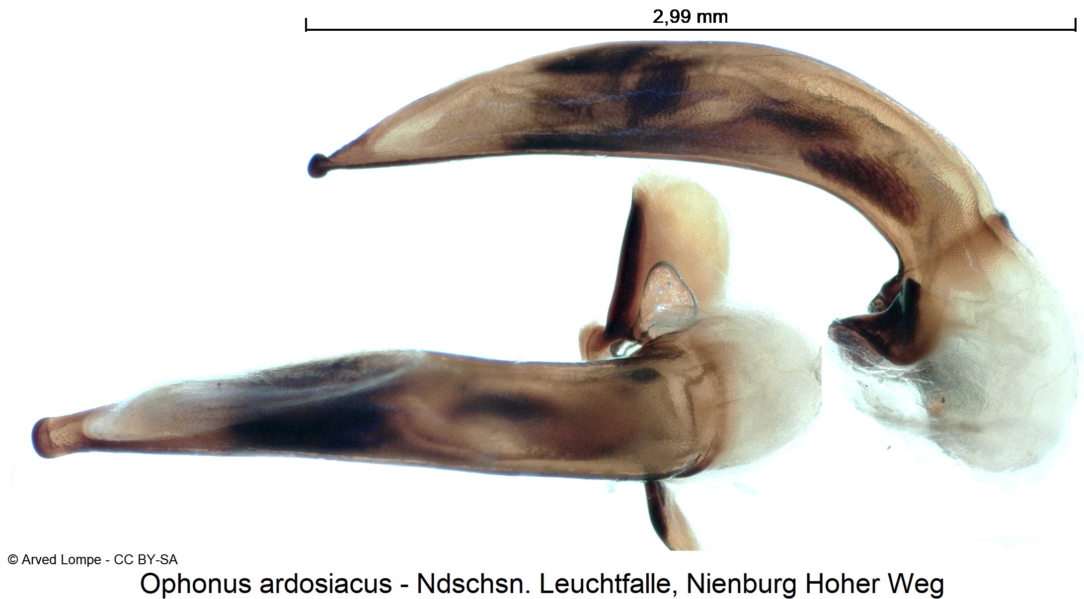 ophonus_ardosiacus_ck36524002.jpg