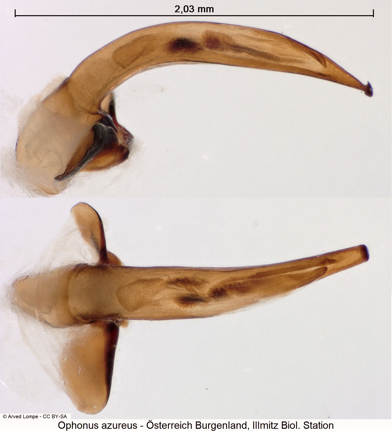 ophonus_azureus_ck28754323.jpg