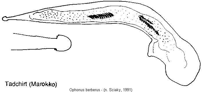 ophonus_berberus.jpg