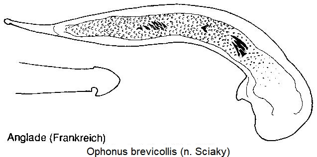 ophonus_brevicollis.jpg