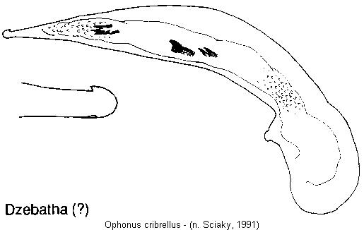 ophonus_cribrellus.jpg