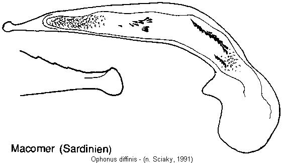 ophonus_diffinis.jpg