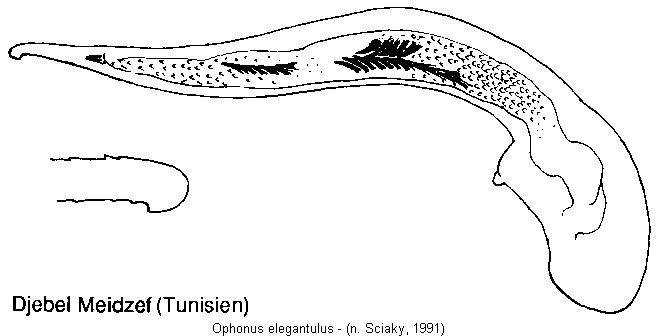 ophonus_elegantulus.jpg