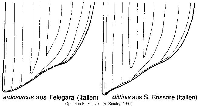 ophonus_fldspitze.jpg