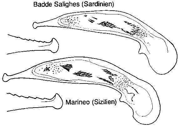ophonus_franzinii.jpg