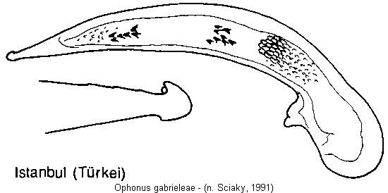 ophonus_gabrieleae.jpg