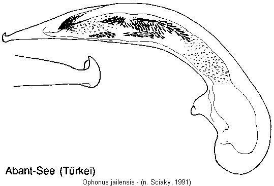ophonus_jailensis.jpg