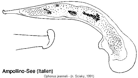 ophonus_jeanneli.jpg