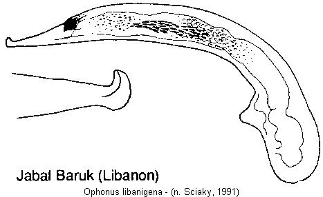 ophonus_libanigena.jpg