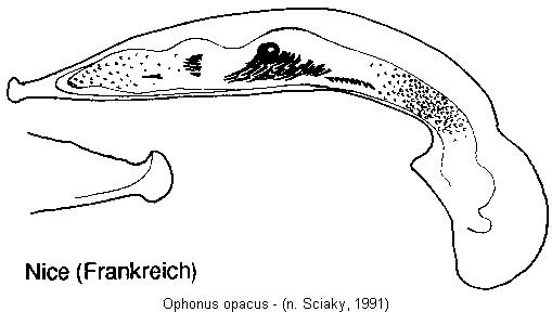 ophonus_opacus.jpg
