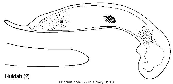 ophonus_phoenix.jpg