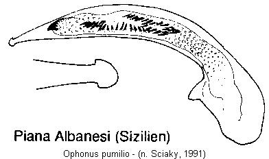 ophonus_pumilio.jpg