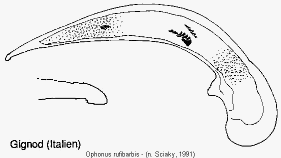 ophonus_rufibarbis.gif