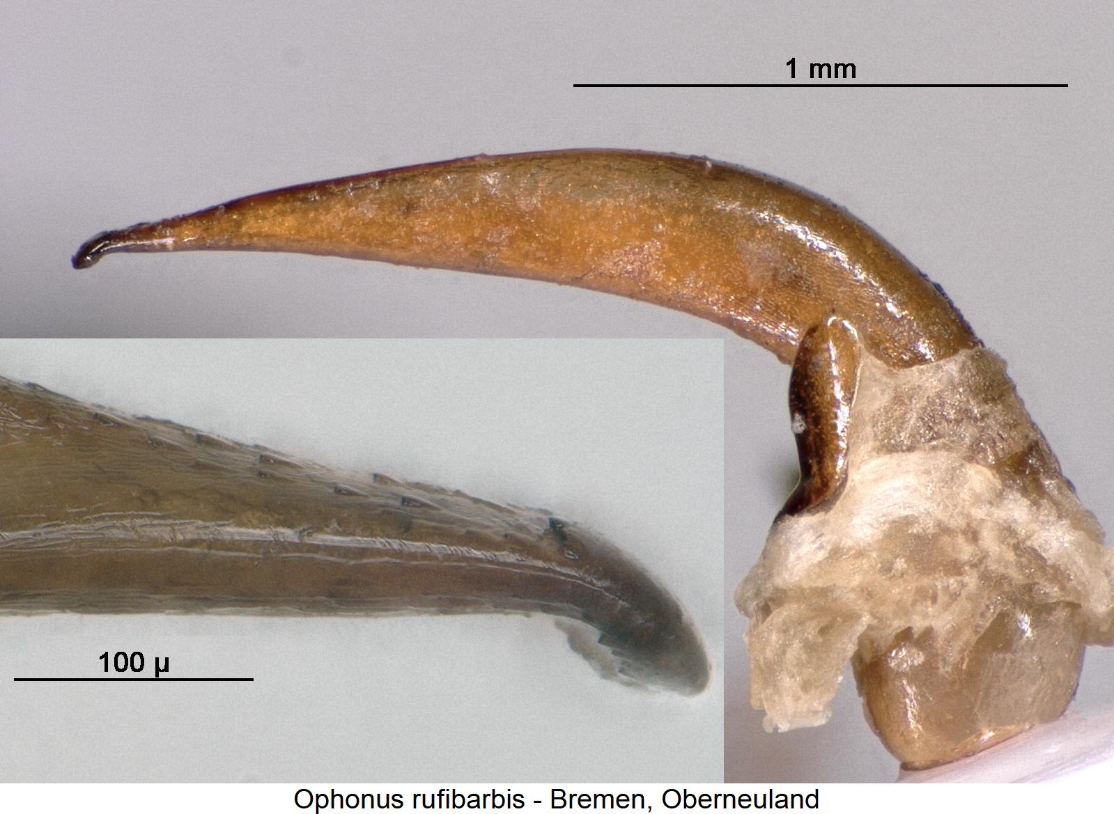 ophonus_rufibarbis0.jpg