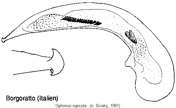 ophonus_rupicola.jpg