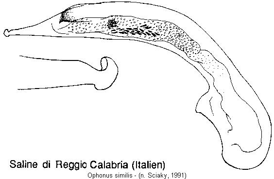 ophonus_similis.jpg