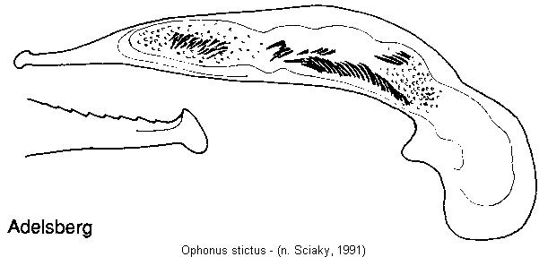 ophonus_stictus.jpg
