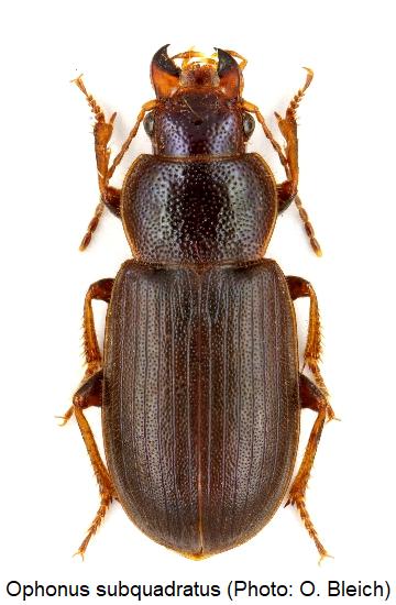 ophonus_subquadratus_hab.jpg