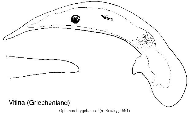 ophonus_taygetanus.jpg