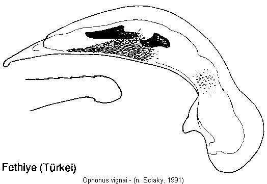 ophonus_vignai.jpg