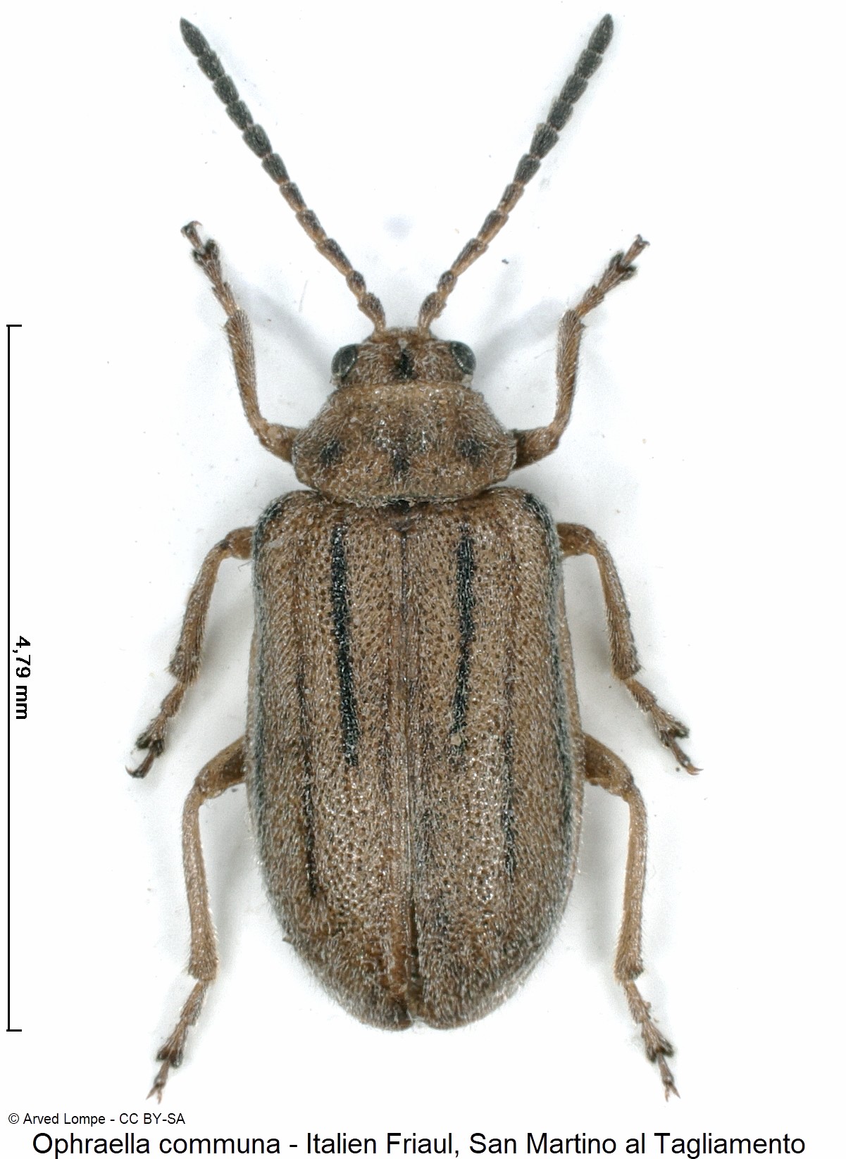 ophraella_communa_$29595113_hab.jpg