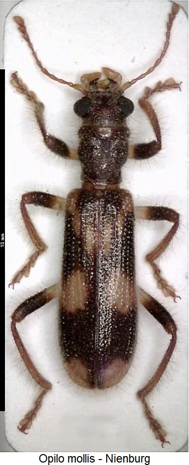 opilo_mollis_hab.jpg