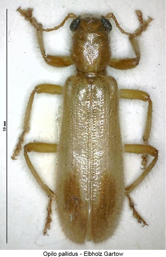 opilo_pallidus_hab.jpg
