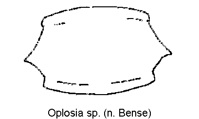 oplosia_sp_hsch.gif