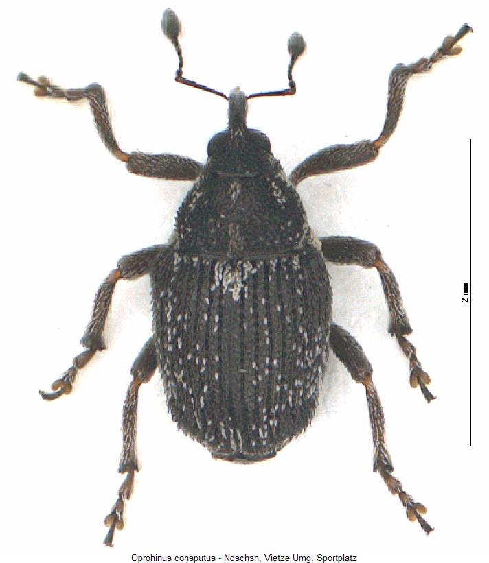 oprohinus_consputus_hab.jpg