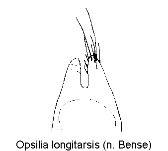 opsilia_longitarsis_pm.gif