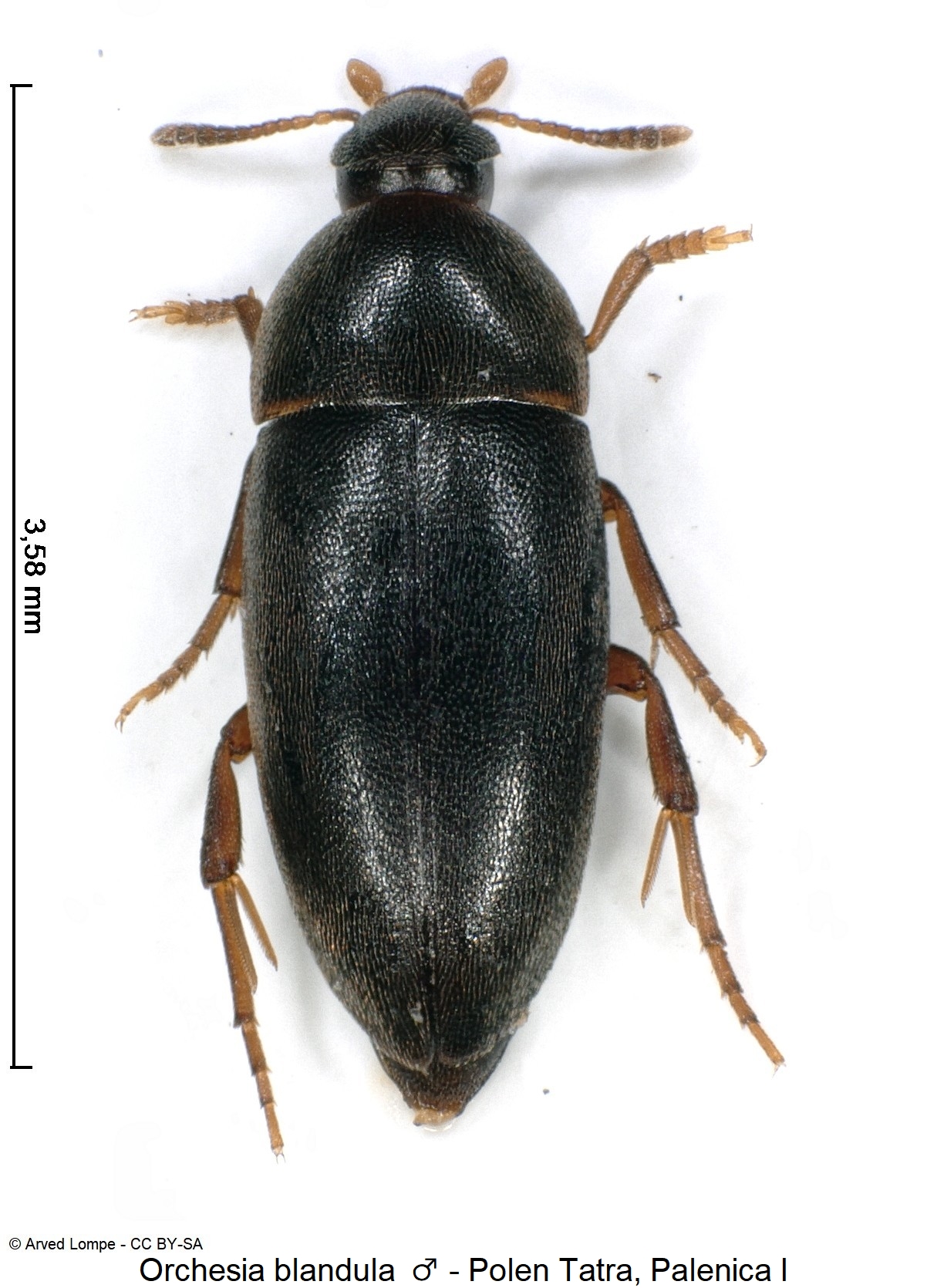 orchesia_blandula_hab-1.jpg