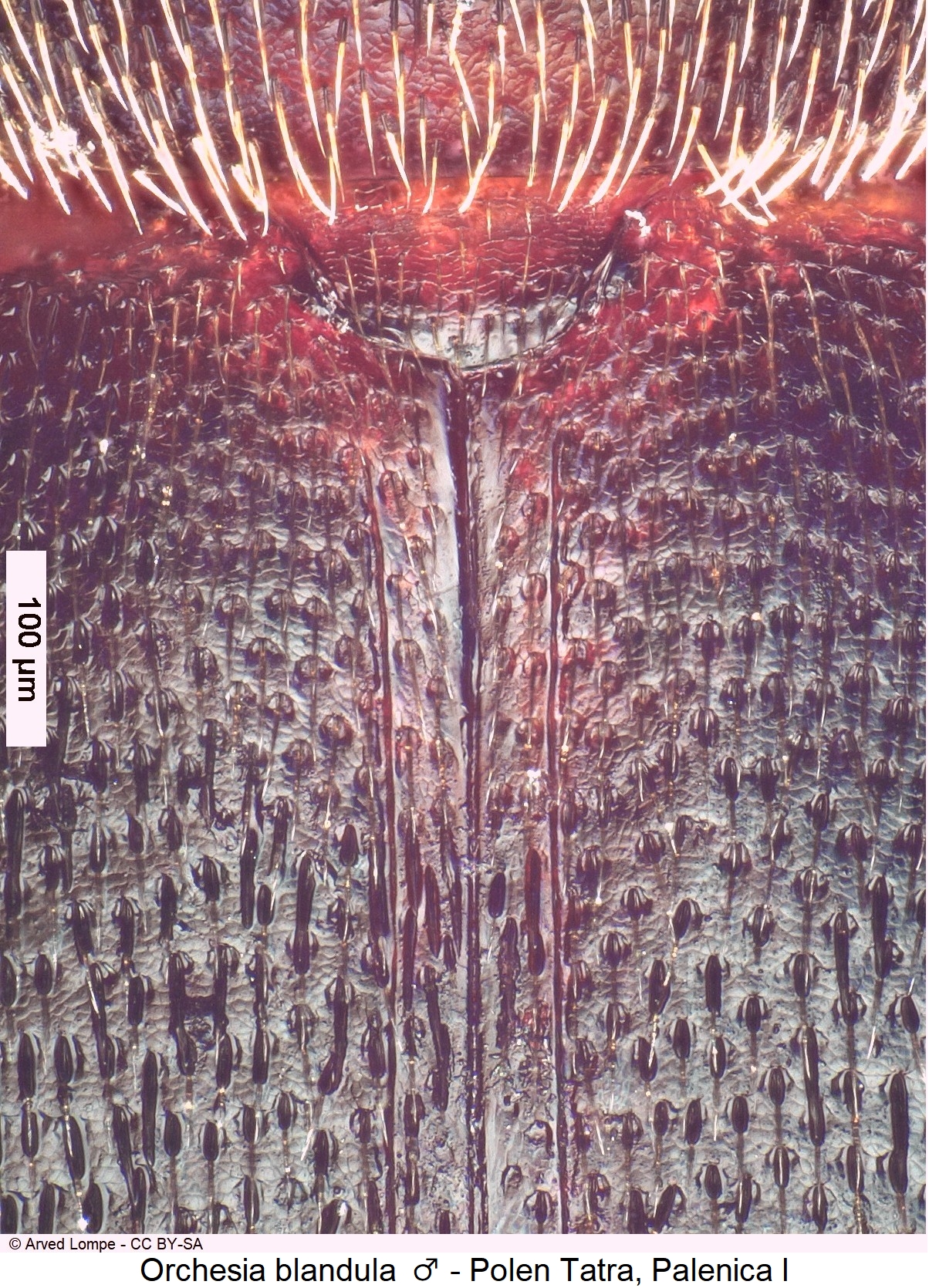 orchesia_blandula_scut-2.jpg