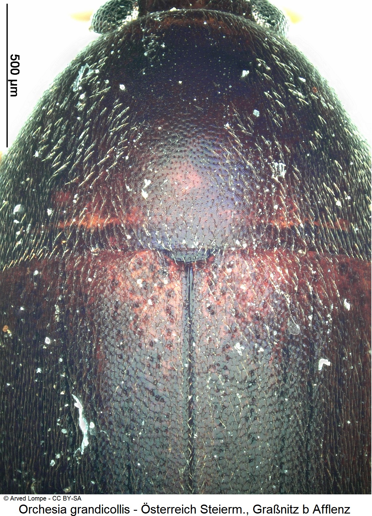 orchesia_grandicollis_ck35315542_scut.jpg