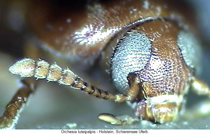 orchesia_luteipalpis_k.jpg