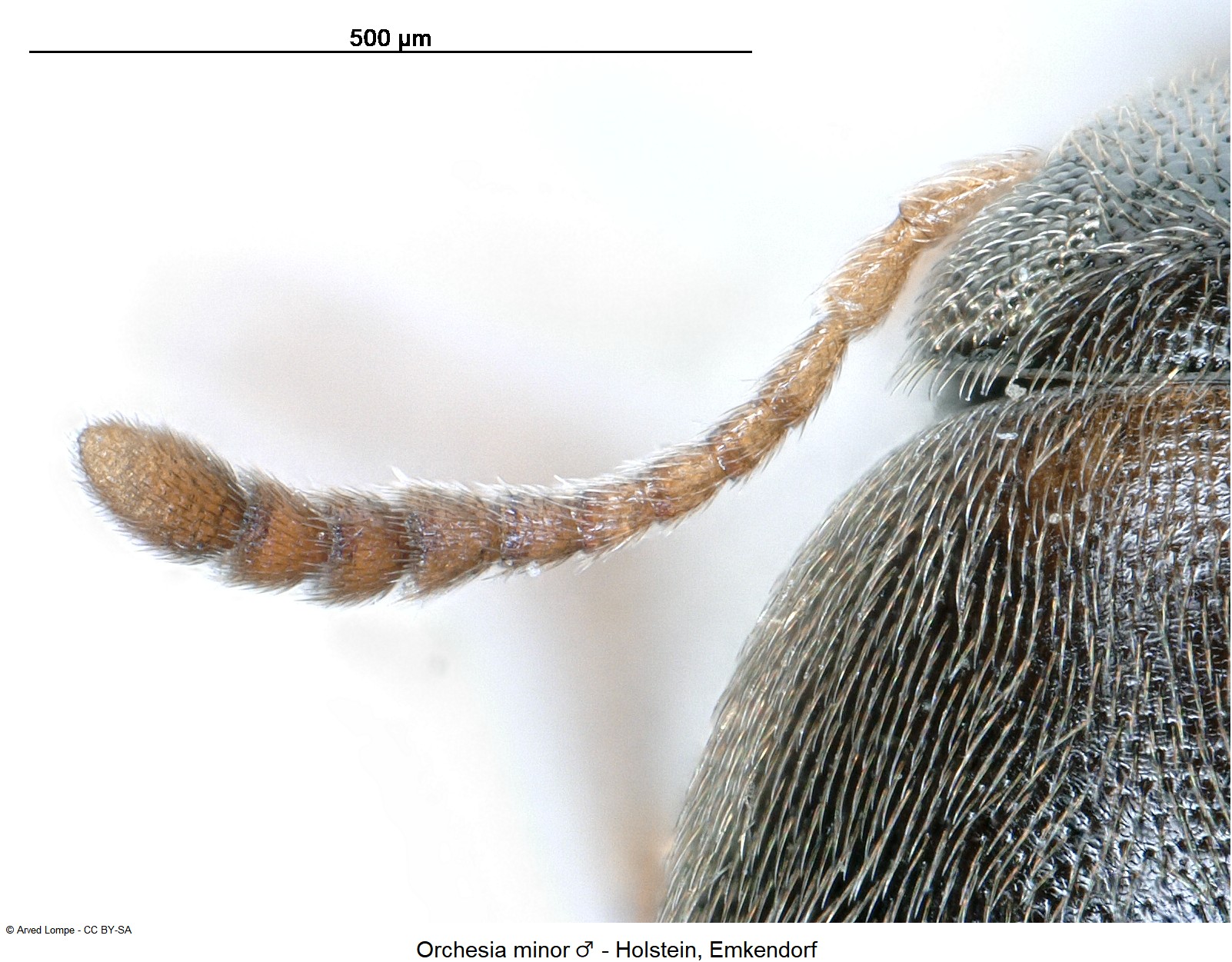 orchesia_minor_m_ck9990_f.jpg